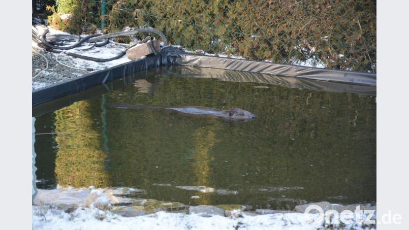 Als neues Revier entdeckte ein Biber die kleine Gartenteichanlage in der Mitterteicher Straße in Pechbrunn. Wie es mit ihm weitergeht, soll in Absprache mit einem Biberberater geklärt werden. Bild: jr