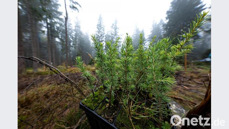 Zedern aus Afrika sollen den Wald im Fichtelgebirge bereichern. Bild: Martin Hertel, Forstbetrieb Fichtelberg/exb