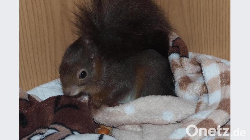 Immer öfter verlässt Eichhörnchen "Hascherl" inzwischen die Kuscheldecke, wo es nach den schweren Verletzungen zwei Tage lang so gut wie reglos verbracht hatte. Bild: bl