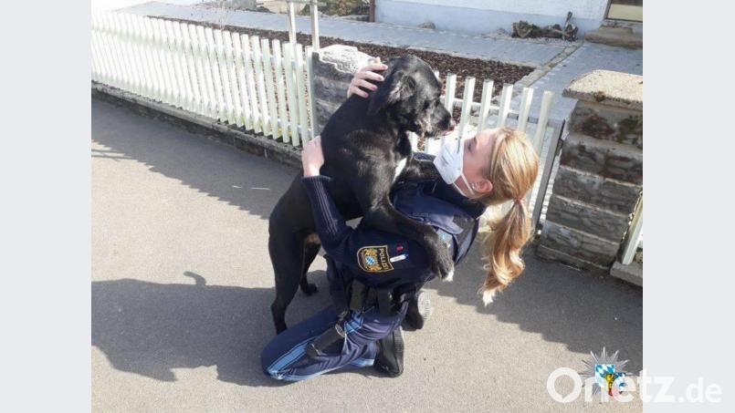 Eine tierliebe Polizistin der Polizeiinspektion Tirschenreuth schloss sofort Freundschaft mit dem Ausreißer. Bild: Polizei Oberpfalz