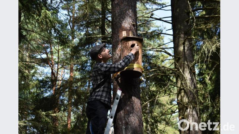 In einem Naturschutzgebiet nahe Tirschenreuth untersucht Moritz Pöllmann mit einem Handy einen Brutkasten für Schellenten. Bislang hat sich aber noch keine in dem Holzkasten niedergelassen. Bild: lue