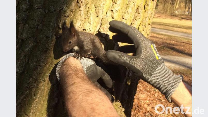 Ein Feuerwehrmann hält ein Eichhörnchen-Junges. Foto: -/Feuerwehr Augsburg/dpa Bild: Feuerwehr Augsburg/dpa