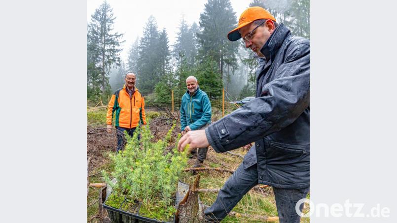 Atlas-Zedern für das Fichtelgebirge: Martin Schöffel (MdL) diskutiert mit Forstbetriebsleiter Winfried Pfahler und Förster Toni Eichermüller über neue Baumarten im Wald. Bild: Martin Hertel, Forstbetrieb Fichtelberg/exb