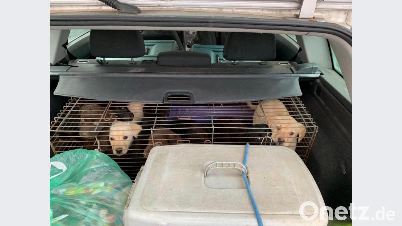Unter katastrophalen Bedingungen transportierten zwei Ungaren insgesamt 19 Welpen. Bild: Polizeiinspektion Waldsasssen