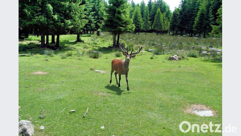 Ein Bild aus glücklichen Tagen. Hirsch Xaver war seit 2011 der Platzhirsch im Rotwildgehege beim Waldhaus. Nach einer Speiseröhren-Verletzung musste er von seinem Leiden erlöst werden. Bild: bsc