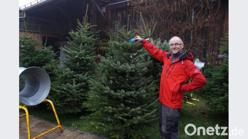 Lorenz Schön präsentiert stolz seine bayerischen Christbäume. Bild: kaz