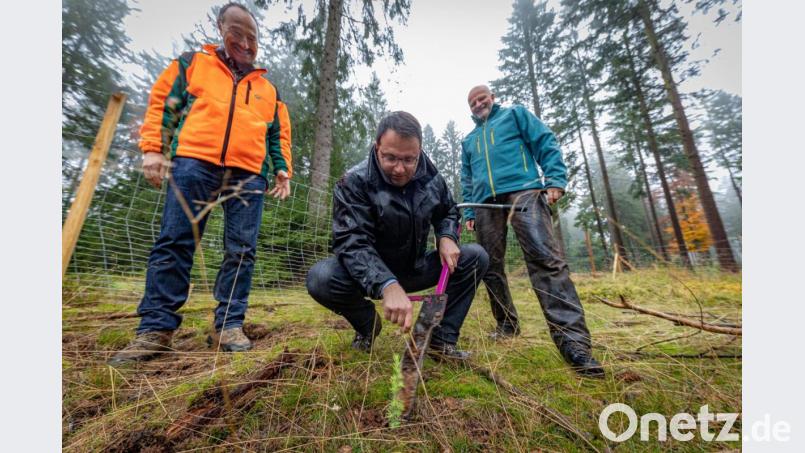 Unter den wachsamen Augen von Winfried Pfahler, Leiter des Forstbetriebs Fichtelberg (links), und des Goldkronacher Försters Toni Eichermüller (rechts) pflanzt Landtagsabgeordneter Martin Schöffel eine kleine Atlas-Zeder im Fichtelgebirgswald bei Goldkronach. Bild: Martin Hertel, Forstbetrieb Fichtelberg/exb
