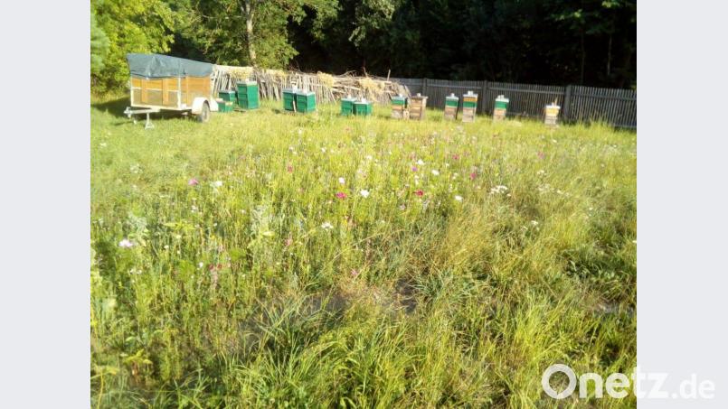 Fast schon exotisch: Auf dieser Blühwiese versorgt Imker Rudi Gürtler seine Bienenvölker. Die emsigen Insekten finden allerdings immer weniger Nahrung. Bild: njn