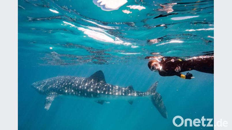 Surfen, schnorcheln und Party machen: Der Lockdown in Australien war gar nicht so schlimm, erzählt Lea Klarner aus Tirschenreuth. Im Bild taucht die 20-Jährige mit einem Walhai, der größte Hai und größte Fisch im Ningaloo Reef. Bild: Lea Klarner/exb
