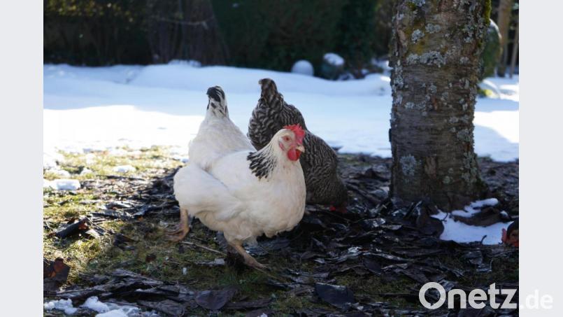Hühner lieben es, zu scharren – da bleibt kein Blatt auf dem anderen. Bild: kaz