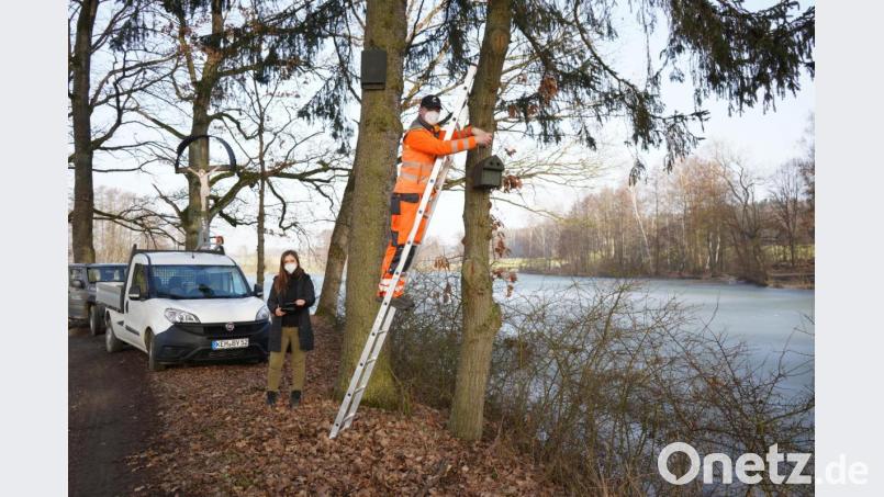 Stadtgärtner Florian Frank und Biodiversitätsberaterin Nicole Bergler bringen verschiedene Nistkästen im Kemnather Land an. Bild: kaz