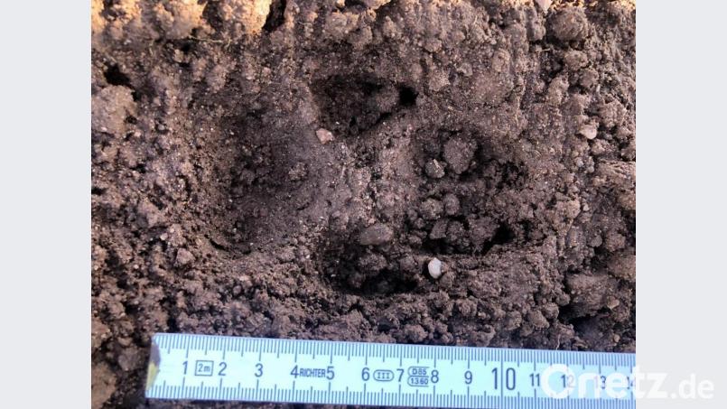 Eine Aufnahme der Fährte des Tieres bei Kastl. Das Trittsiegel ist 10 bis 12 Zentimeter lang. Das eines Hundes und eines Wolfes ist ähnlich, aber das des Haustieres ist eher rund, das des Beutegreifers länglich und oval. Bild: rpp
