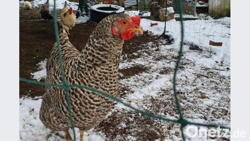 Amrock-Henne Henriette sucht im verschneiten Auslauf nach Futter. Wird eine Stallpflicht verordnet, muss sie den Tag im Stall oder einer Voliere verbringen. Bild: kaz