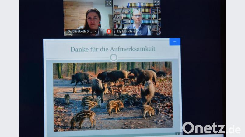Dr. Elisabeth Bernklau (oben links) ist seit 1. März neu am Veterinäramt in Tirschenreuth. Bild: jr