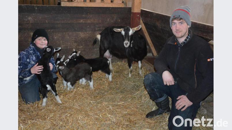 Züchter Sebastian Konrad (rechts) freut sich gemeinsam mit seinem Cousin Michael über die Vierlinge von Ziegenmama „Lissi“. Bild: jr