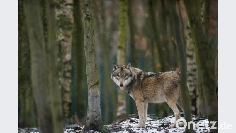 Nicht alle Jäger sind begeistert, dass der Wolf ihnen in ihren Revieren Konkurrenz macht. Vor den Augen eines Schwarzenbacher Waidmanns rissen einige Tiere ein Reh. Symbolbild: Klaus-Dietmar Gabbert/ZB/dpa