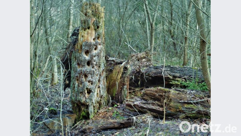 Nicht schlecht, Herr Specht. Die Vögel haben wohl eine neues Lieblingsplätzchen gefunden Bild: jml