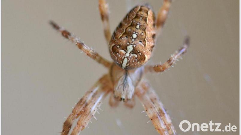 Die Gartenkreuzspinne (Araneus diadematus) ist ein nützliches Tierchen, war immerhin 2010 schon mal die „Spinne des Jahres“. Symbolbild: Thomas Sporrer