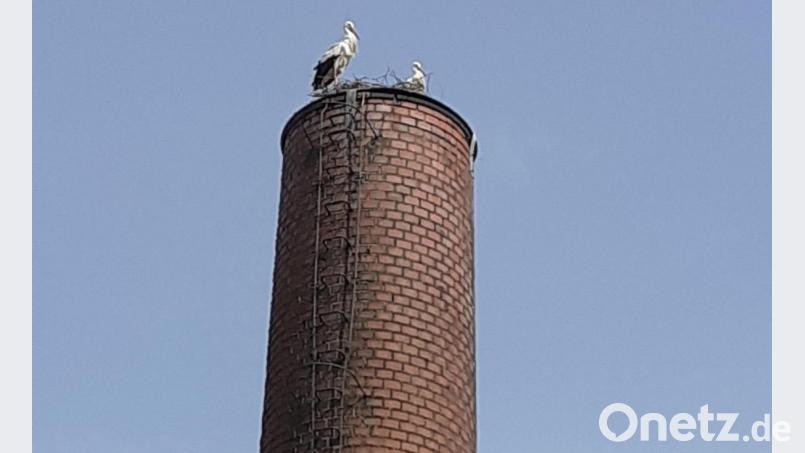 Auf dem stillgelegten Industriekamin auf dem Gelände der Firma KSW in Mitterteich hat sich seit Anfang vergangener Woche ein Storchenpaar niedergelassen. Bild: Werner Gleißner/exb