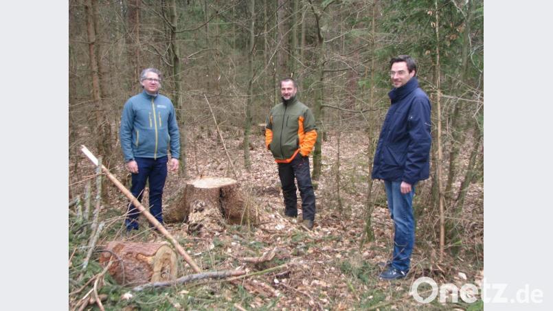 Am nachwachsenden Baumbestand erklären Forstbetriebsleiter Philipp Bahnmüller (links) und Förster Erwin Fischer (Mitte) dem Landtagsabgeordneten Dr. Stephan Oetzinger (rechts), wie nach Einsatz des Harvesters der Klimawald gefördert wird. Bild: knh