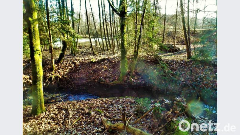 Selbst bei Sonnenlicht schweben manchmal am Hainbach „Nebelgeister“ über dem Wasser. Bild: jml