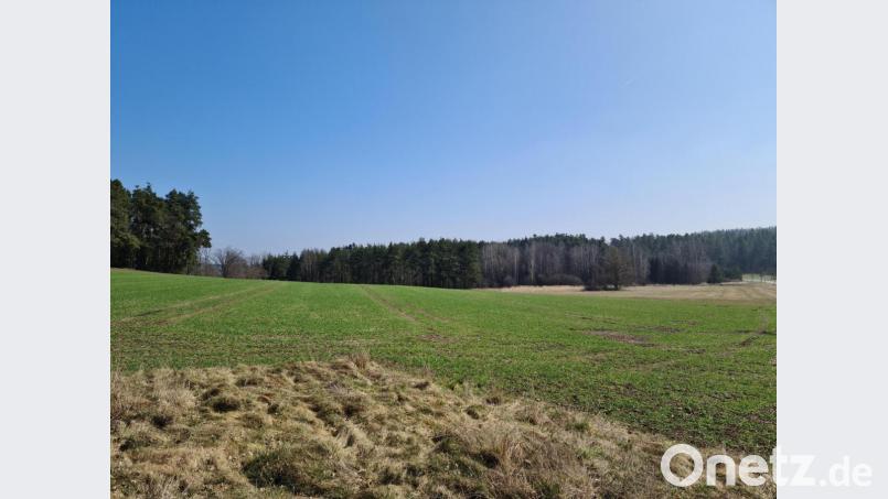 Noch Anbau- und Waldfläche, schon bald ein Wohngebiet: Für das neue Baugebiet &quot;Steinfelser Straße&quot; legt der Grafenwöhrer Stadtrat erste Bauvorgaben fest. Bild: sne