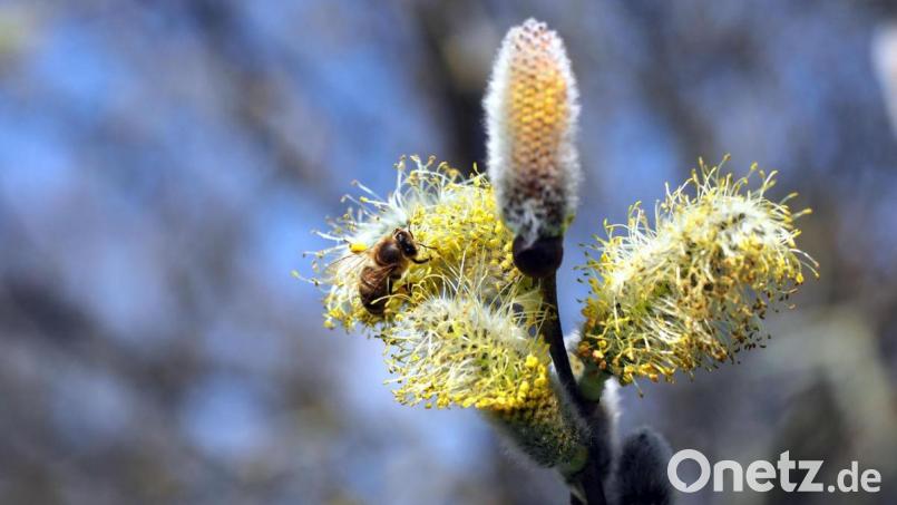 Milde Luft zieht auf Mitteleuropa zu, und nach einem nasskalten Samstag schafft der Frühling den Sprung zumindest für ein paar Tage. Bild: AMB