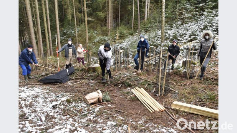 Unter der Anleitung durch Herbert Schmid und Günther Grabs (von links) pflanzten die Jugendlichen 100 Bergahorne und zehn Weißtannen. Bild: hcz