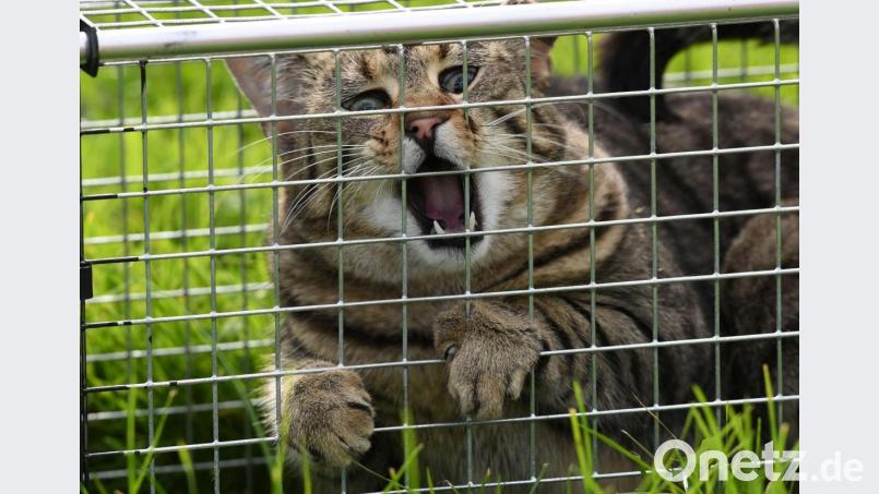 Dieses Tier haben Veterinäre in Schleswig-Holstein eingefangen. Das Bundesland kastriert seit einigen Jahren streunende Katzen. Dafür schaufelt nun auch der Landkreis Neustadt Geld frei. Bild: Carsten Rehder/dpa