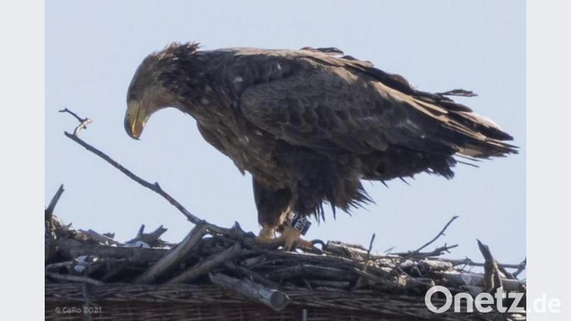 Das Weibchen ist mit vier Jahren noch nicht geschlechtsreif. Bild: Carsten Rhode/exb