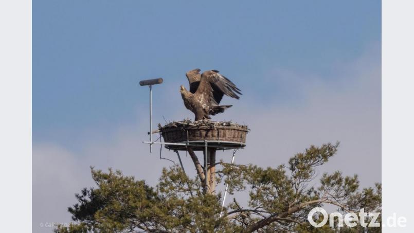 Die für Fischadler errichte Nisthilfe ist für Seeadler ungeeignet. Die Bayerischen Staatsforsten bauen daher ab Herbst im Hessenreuther Wald auch Nisthilfen für den größeren Adler. Bild: Carsten Rhode/exb
