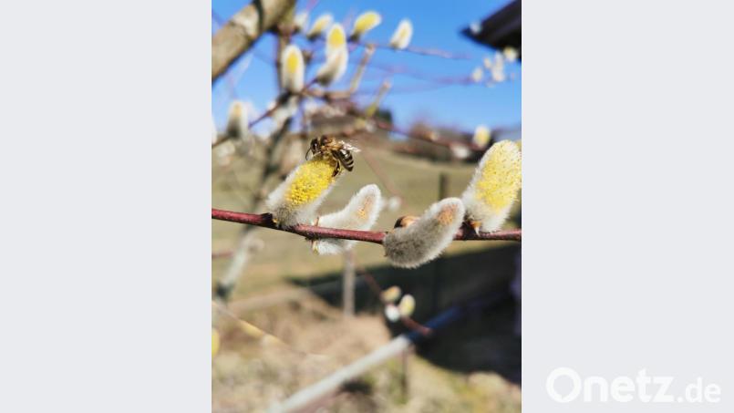 Prompt mit dem ersten warmen Tag suchen die Bienen die blühenden Weidenkätzchen zur Nahrungsaufnahme auf. Bild: hzi