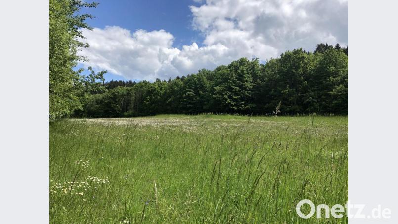 In Neunburg vorm Wald sollen noch mehr artenreiche Blüh- und Streuobstwiesen, wie hier diese Margeritenwiese mit alten Obstbäumen in Seebarn, entstehen. Bild: Ulrike Meixner/exb