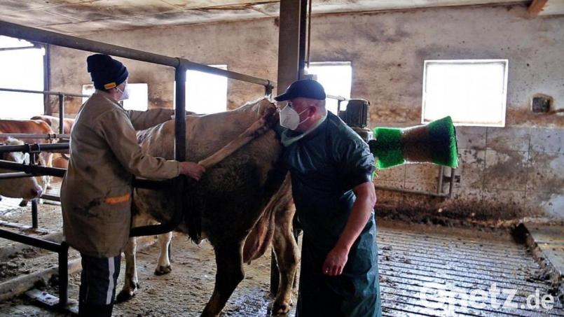 Kein Job für Zartbesaitete: Tierarzt Tobias Guggenmos untersucht eine Patientin im Kuhstall. Bild: Schwab, Mareike