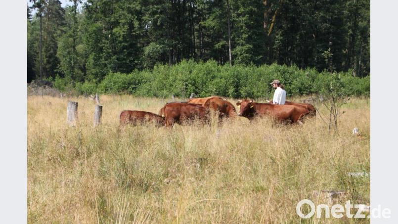 Rotes Höhenvieh ist schon seit Jahren im Steinwald etabliert und sorgt für extensive Beweidung. Bild: bsc