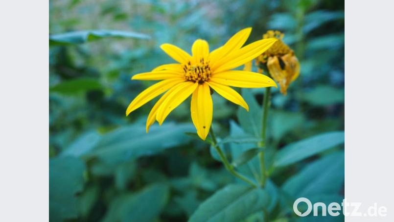 Topinambur lässt sich vielfältig in der Küche einsetzen. Die Knolle enthält zahlreiche Nährstoffe und Vitamine. Bild: njn