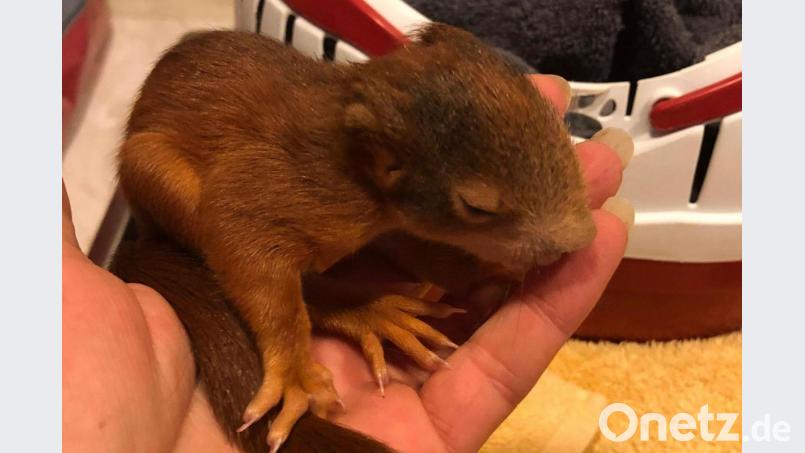 Ein junges Eichhörnchen hält eine Mitarbeiterin im Tierheim. Archivbild: Tierheim Nürnberg/dpa/Archivbild