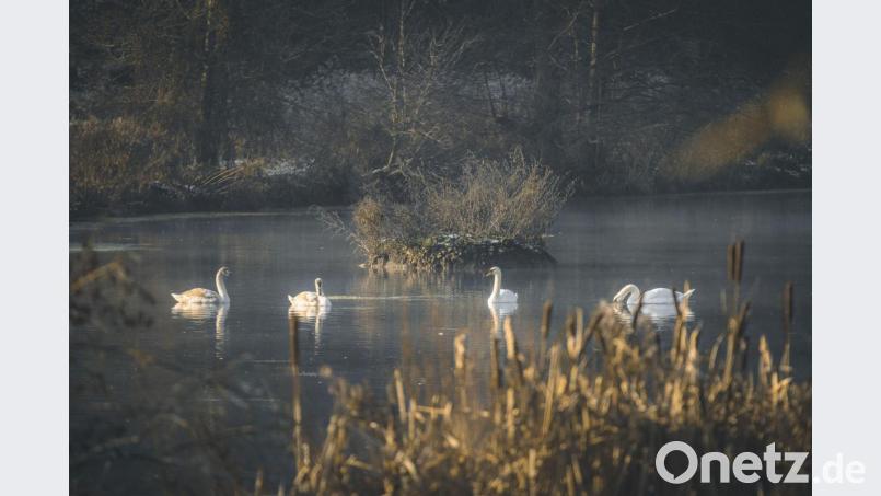 Die Amberger Fotografin liebt Lost Places - und die Natur, wie hier im Vilstal (Landkreis Amberg-Sulzbach). „Mein Lieblingsort, wenn ich Ruhe und Entspannung brauche. Ein Ort der nur den Tieren gehört. Hier gibt es Schwäne, Wildenten, Rostgänse, Reiher und viele mehr …“ Dabei drückt sie immer genau zum richtigen Zeitpunkt auf den Auslöser Bild: Nina Schütz
