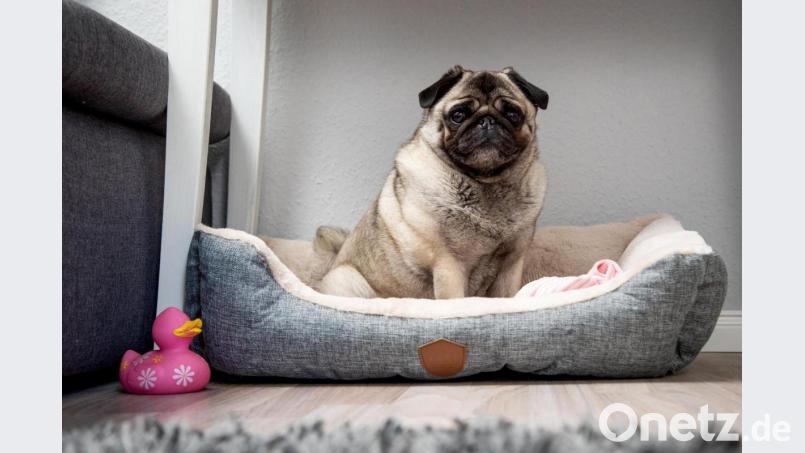 Zu viel des Guten: Ständiges Füttern und Bewegungsmangel sorgen dafür, dass Tiere viel zu viel auf die Waage bringen. Und wie beim Menschen kann das Übergewicht schwerwiegende gesundheitliche Folgen haben. Symbolbild: Christin Klose/dpa