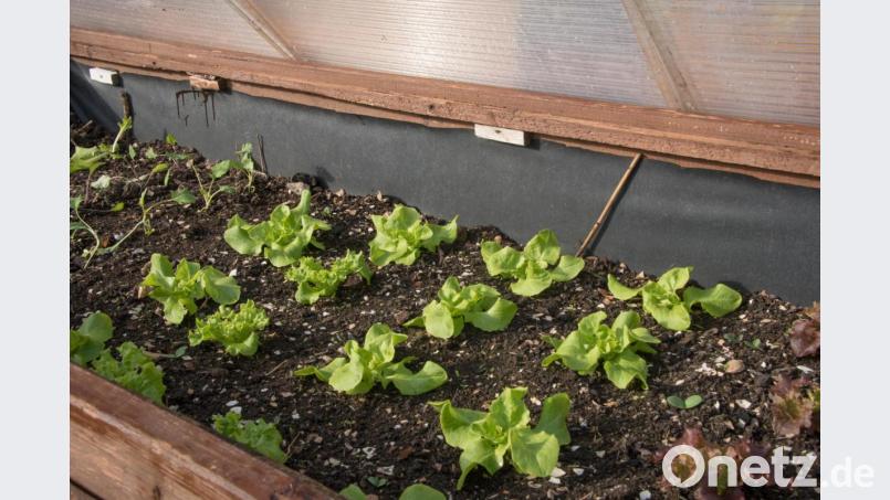 „Die Eisheiligen schweben eigentlich über allem. Davor tu ich wirklich nichts in den Garten“, so Garten-Expertin Gerda Eiber. Geschützt vor Kälte und Wind kann man junge Pflanzen vorziehen. Bild: Hans Eiber/exb