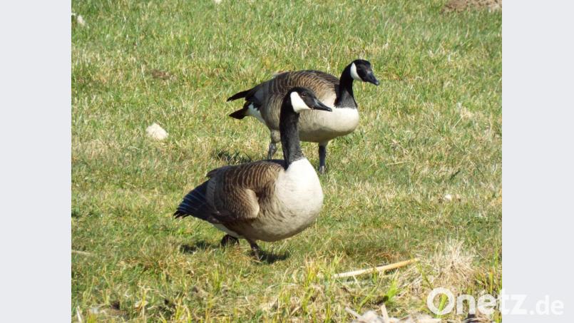 Propere Kanadagänse machen bei Auerbach Rast. Bild: ll