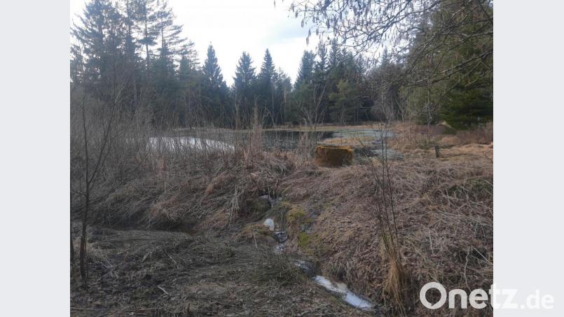 Ein Ort, der unbedingt geschützt und erhalten werden muss. Das "Hahnenfilz" im Wald bei Oberölbühl. Bild: ld