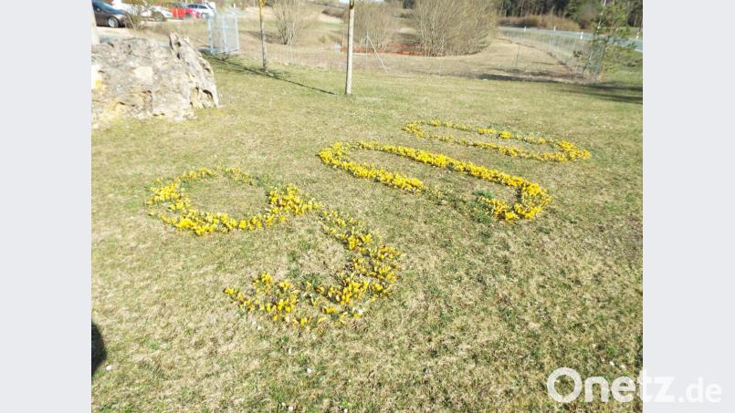 Die "900" aus gelben Krokussen war bereits vor zwei Jahren da und kann jetzt sehr gut wiederverwertet werden. Bild: ll