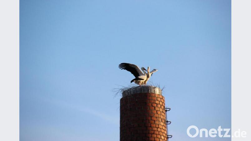 Ein Storchenpaar hat es sich auf der neuen Nisthilfe auf dem Kamin des Sägewerks Schug in Waldershof gemütlich gemacht. Bild: Tanja Rasp/exb