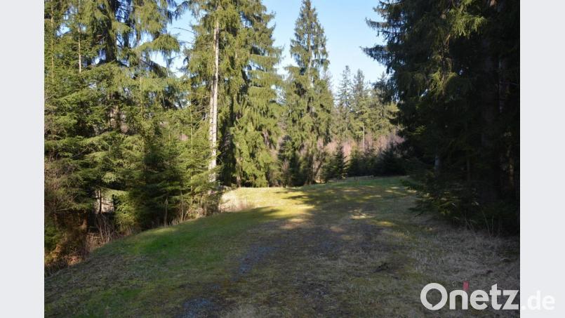 Blick ins Wasserschutzgebiet am Tillenberg. Mit dem Durchführungsbeschluss des Marktrates erhält die Marktgemeinde einen Zuschuss zur Sanierung der sieben Oberflächenquellen. Insgesamt kostet die Sanierung 320.000 Euro Bild: jr