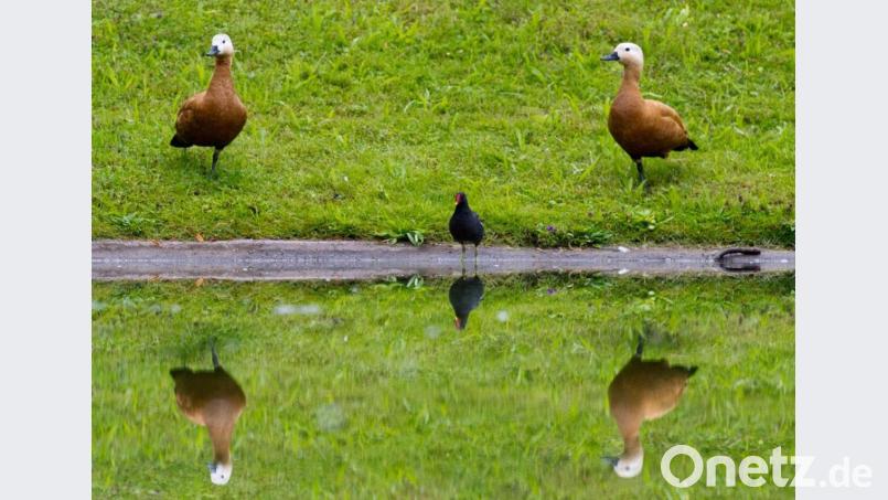 Rostgänse (in der Mitte sitzt ein Teichhuhn) halten sich bevorzugt in der Nähe von Wasser auf. Bild: Inga Kjer/dpa