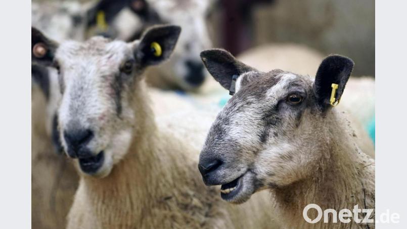 Überreste eines geschlachteten Schafs hat ein Unbekannter an einem Waldweg bei Breitenbrunn entsorgt. Symbolbild: Owen Humphreys