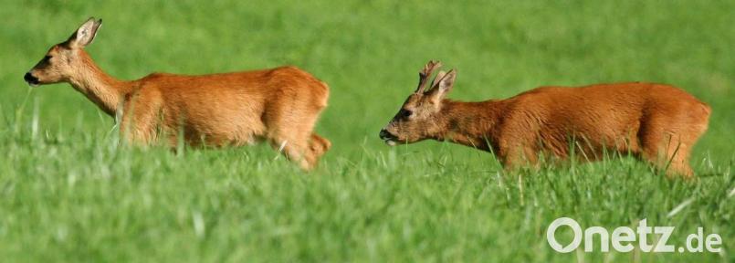 Die Jagd des Wildes erfolgt weiter analog, die Meldung der geschossenen Tiere aber digital. Bild: Hirsch