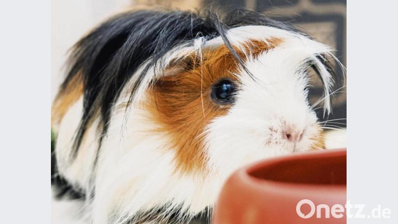 Meerschweinchen lassen sich auch drinnen problemlos halten: Wichtig ist dann ein großzügiges Gehege mit Möglichkeiten zum Unterschlüpfen. Bild: Andrea Warnecke/dpa