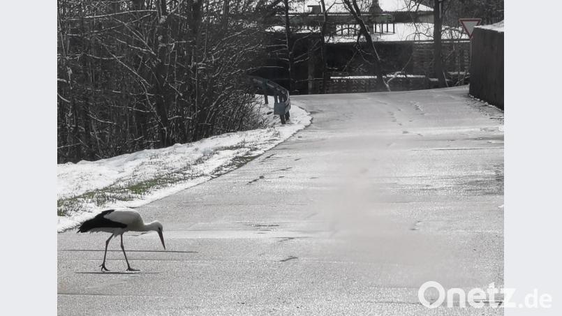 Der Storch findet auf den Eslarner Straßen so manchen kleinen Happen. Bild: gz